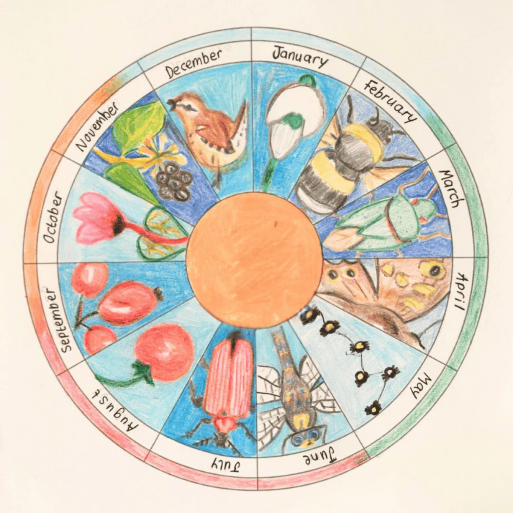 my year in nature phenology wheel
