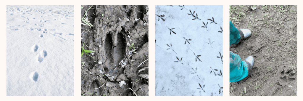 a selection of photographs showing various animal tracks in winter snow and mud