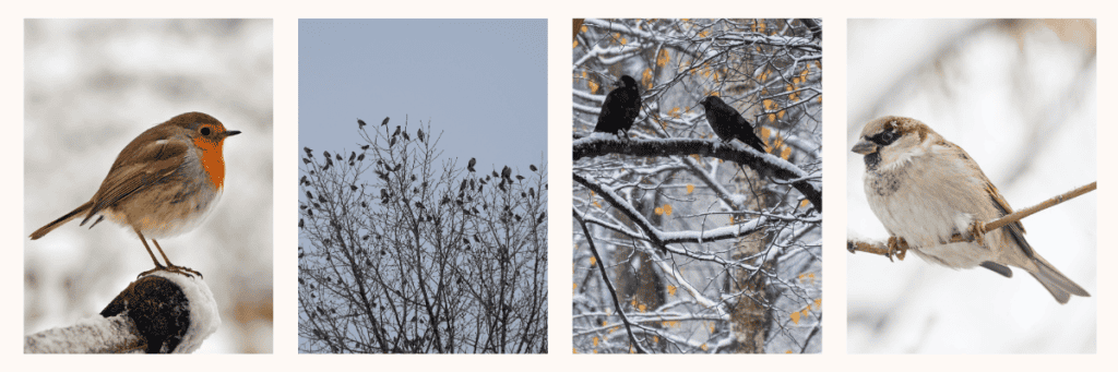 a selection of photographs showing a variety of birds in winter snow scenes 