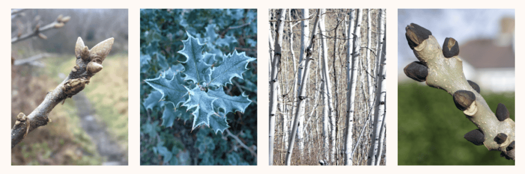 a variety of images showing different trees in winter.